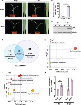 Sugarcane mosaic virus orchestrates the lactate fermentation pathway to support its successful infection